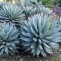 Agave Macroacantha Schwarzstachel Leaves Succulent plant 10 PCS Seeds