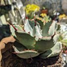 Agave Marmorata Garden Plants Rare Potted Plants 10 PCS Seeds