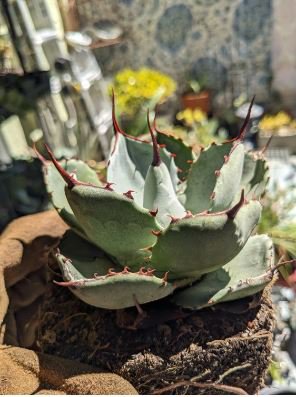 Agave Marmorata Garden Plants Rare Potted Plants 10 PCS Seeds