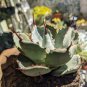 Agave Marmorata Garden Plants Rare Potted Plants 10 PCS Seeds