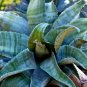 Agave Marmorata Garden Plants Rare Potted Plants 10 PCS Seeds