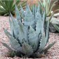 Agave Marmorata Garden Plants Rare Potted Plants 10 PCS Seeds