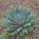 Agave Maximiliana Agave Garden Plants 10 PCS Seeds