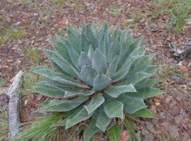 Agave Maximiliana Agave Garden Plants 10 PCS Seeds