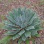 Agave Maximiliana Agave Garden Plants 10 PCS Seeds