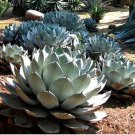 Agave mckelveyana Succulents Garden Plants 10 PCS Seeds