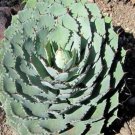 AGAVE Mix Seeds Century Plant Many Unique Succulent Plant Species 20 PCS Seeds