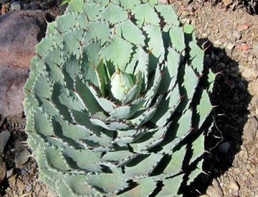AGAVE Mix Seeds Century Plant Many Unique Succulent Plant Species 20 PCS Seeds