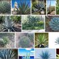AGAVE Mix Seeds Century Plant Many Unique Succulent Plant Species 20 PCS Seeds