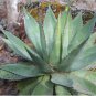 Agave obscura 'Xalapa' Succulents Garden Plants 10 PCS Seeds