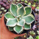 Agave potatorum Succulent Garden Plants 10 PCS Seeds