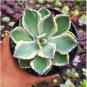 Agave potatorum Succulent Garden Plants 10 PCS Seeds