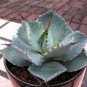 Agave potatorum Succulent Garden Plants 10 PCS Seeds