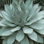 Agave potatorum Succulent Garden Plants 10 PCS Seeds
