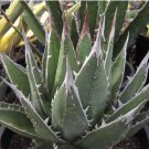 AGAVE Purpusorum Garden Plants Rare Potted Plants 10 PCS Seeds AGAVE Purpusorum Garden Plants Rare Potted Plants 10 PCS Seeds