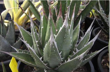 AGAVE Purpusorum Garden Plants Rare Potted Plants 10 PCS Seeds