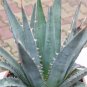 AGAVE Purpusorum Garden Plants Rare Potted Plants 10 PCS Seeds