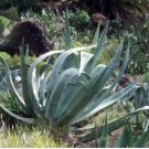 Agave Seemanniana Agave Garden Plants 10 PCS Seeds