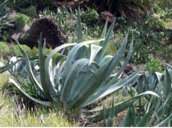 Agave Seemanniana Agave Garden Plants 10 PCS Seeds