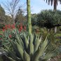Agave Seemanniana Agave Garden Plants 10 PCS Seeds