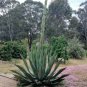 Agave Seemanniana Agave Garden Plants 10 PCS Seeds