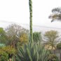 Agave Seemanniana Agave Garden Plants 10 PCS Seeds