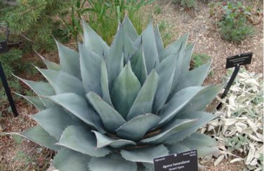 Agave SeeLmanniana Agave Garden Plants 10 PCS Seeds