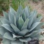 Agave SeeLmanniana Agave Garden Plants 10 PCS Seeds