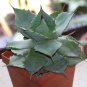 Agave SeeLmanniana Agave Garden Plants 10 PCS Seeds