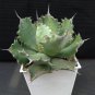 Agave SeeLmanniana Agave Garden Plants 10 PCS Seeds