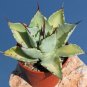 Agave SeeLmanniana Agave Garden Plants 10 PCS Seeds