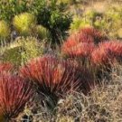 Agave Stricta Rubra Red Hedgehog Agave Perennial Spiny Succulent 10 PCS Seeds Agave Stricta Rubra Red Hedgehog Agave Perennial Spiny Succulent 10 PCS Seeds
