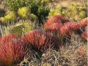 Agave Stricta Rubra Red Hedgehog Agave Perennial Spiny Succulent 10 PCS Seeds