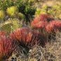 Agave Stricta Rubra Red Hedgehog Agave Perennial Spiny Succulent 10 PCS Seeds