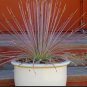 Agave Stricta Rubra Red Hedgehog Agave Perennial Spiny Succulent 10 PCS Seeds
