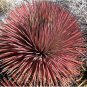 Agave Stricta Rubra Red Hedgehog Agave Perennial Spiny Succulent 10 PCS Seeds