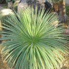 AGAVE Stricta SeedsHedgehog Agave agave 10 PCS Seeds AGAVE Stricta SeedsHedgehog Agave agave 10 PCS Seeds