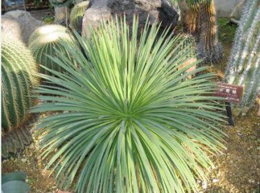 AGAVE Stricta SeedsHedgehog Agave agave 10 PCS Seeds