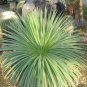 AGAVE Stricta SeedsHedgehog Agave agave 10 PCS Seeds