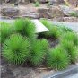 AGAVE Stricta SeedsHedgehog Agave agave 10 PCS Seeds