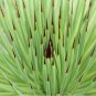 AGAVE Stricta SeedsHedgehog Agave agave 10 PCS Seeds