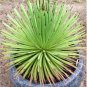 AGAVE Stricta SeedsHedgehog Agave agave 10 PCS Seeds