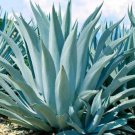 Agave Temacapulinensis Agave Garden Plants 10 PCS Seeds