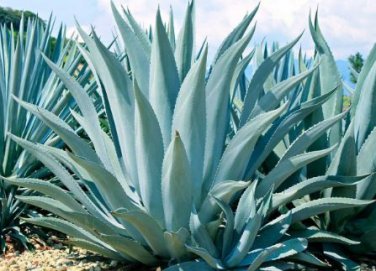 Agave Temacapulinensis Agave Garden Plants 10 PCS Seeds