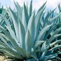 Agave Temacapulinensis Agave Garden Plants 10 PCS Seeds