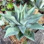 Agave Temacapulinensis Agave Garden Plants 10 PCS Seeds