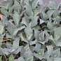 Agave Temacapulinensis Agave Garden Plants 10 PCS Seeds