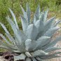 Agave Temacapulinensis Agave Garden Plants 10 PCS Seeds