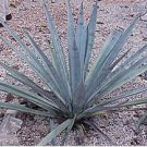 Agave tequilana 10 PCS Seeds