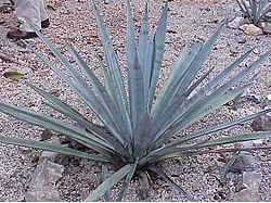 Agave tequilana 10 PCS Seeds